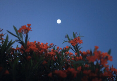 “这世间荒芜，但浪漫不死。”