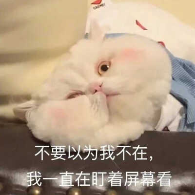 猫の表情包