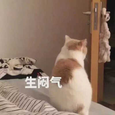 猫の表情包