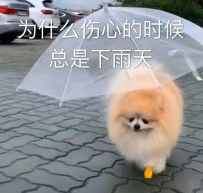 狗狗表情包 为什么伤心的时候总在下雨天