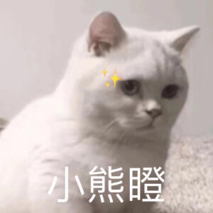 猫猫表情包