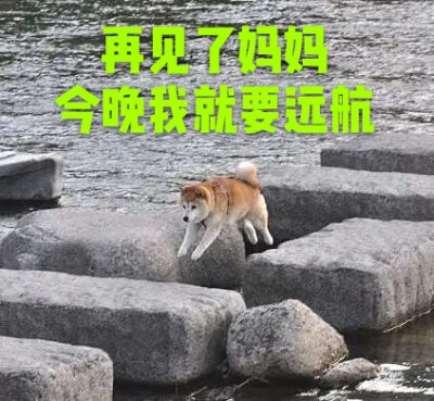 狗狗表情包 再见了妈妈今晚我就要远航