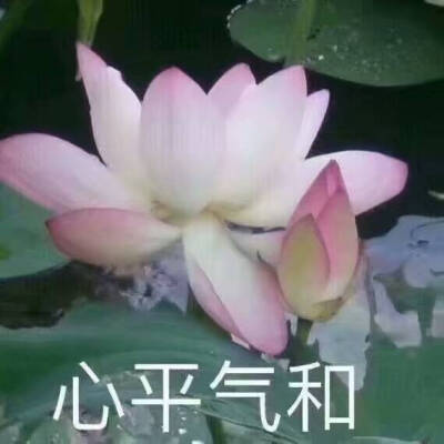 荷花头像