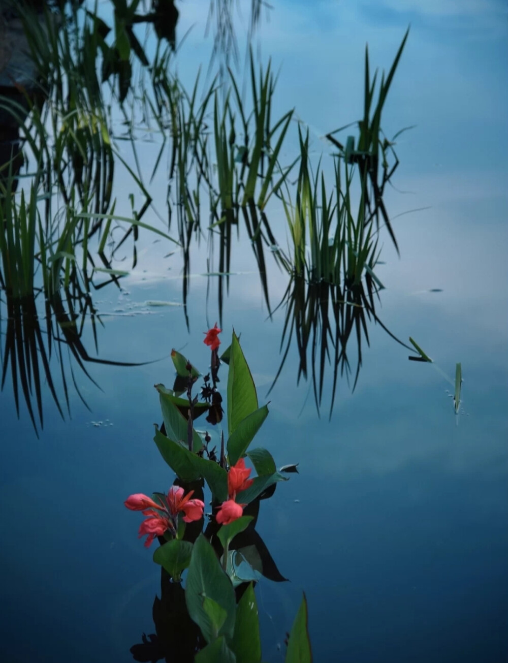 仲夏荷花