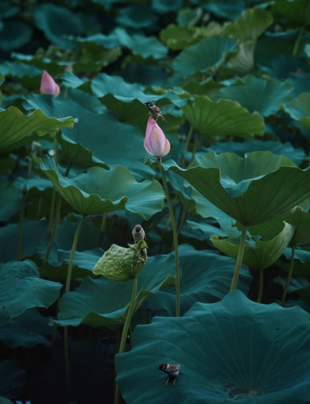 仲夏荷花