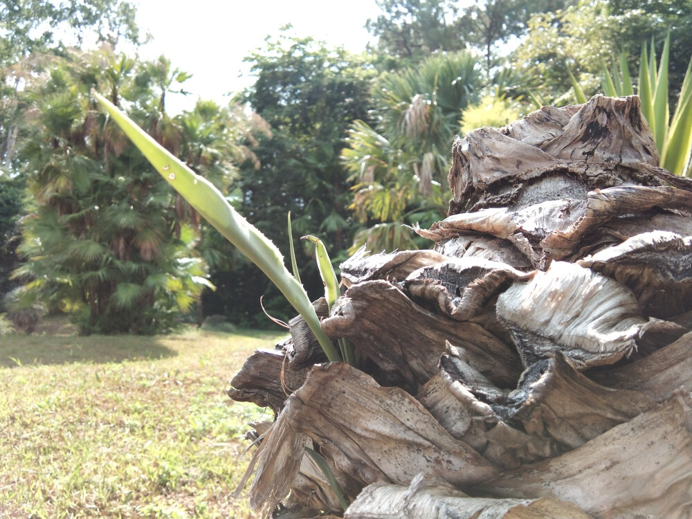 壁纸，风景，自拍