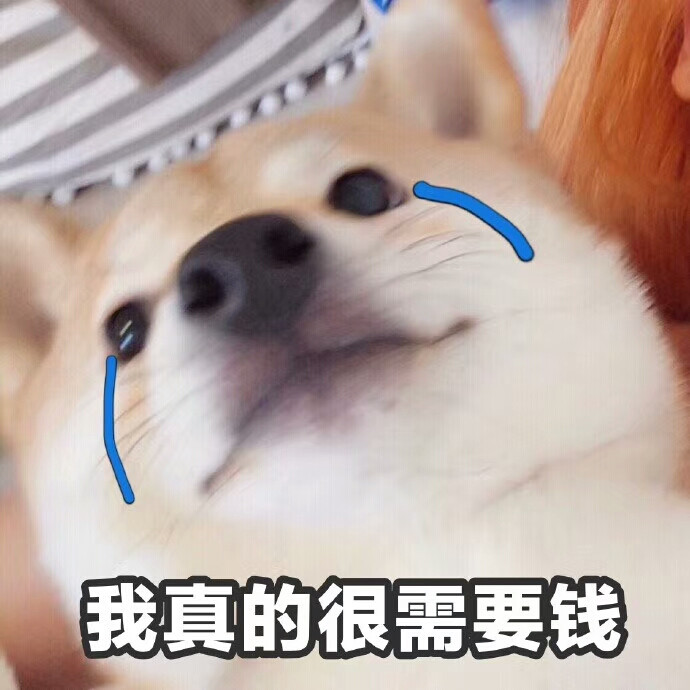 狗狗表情包