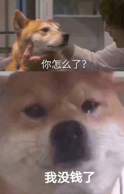 狗狗表情包