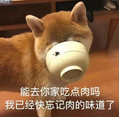 狗狗表情包