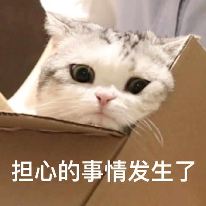 猫咪表情包