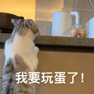 猫咪表情包