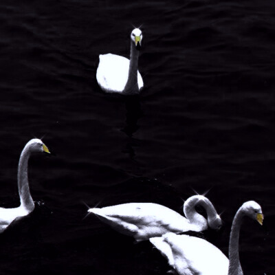 金多多
原图-江纪然