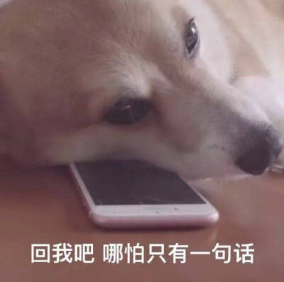 狗狗表情包