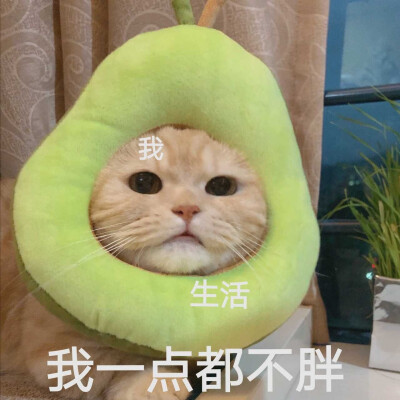 猫咪表情包 可爱 橘猫沙梨