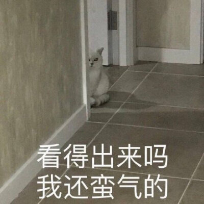 猫咪表情包 可爱