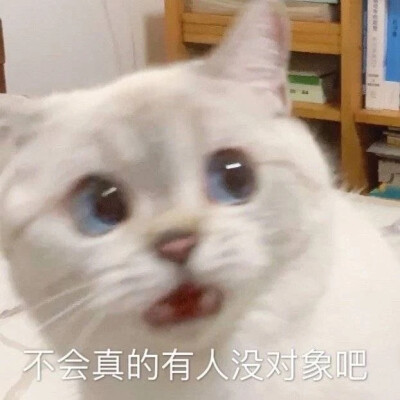 猫咪表情包 可爱