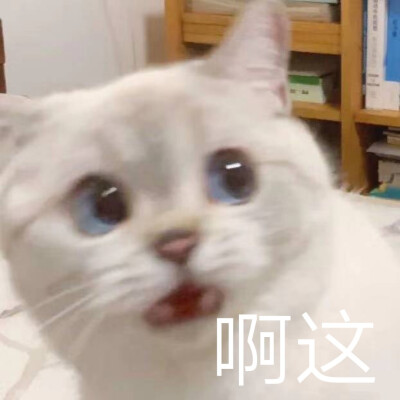 猫咪表情包 可爱