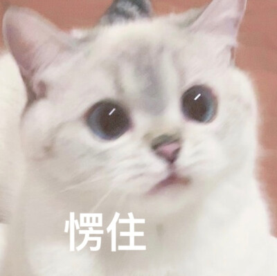 猫咪表情包 可爱