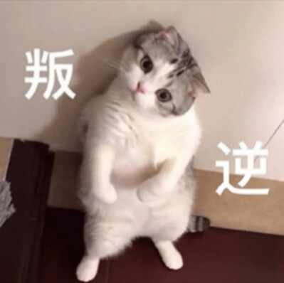 猫咪表情包 可爱