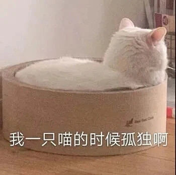 猫咪表情包 可爱