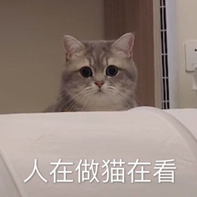 猫咪表情包 可爱