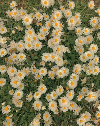 邂逅夏日雏菊