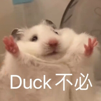 鼠