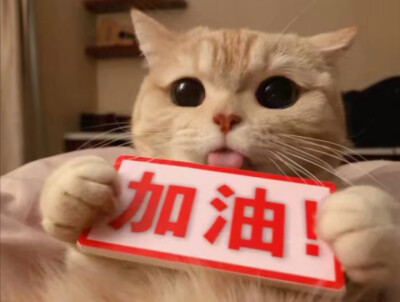 可爱的小猫咪