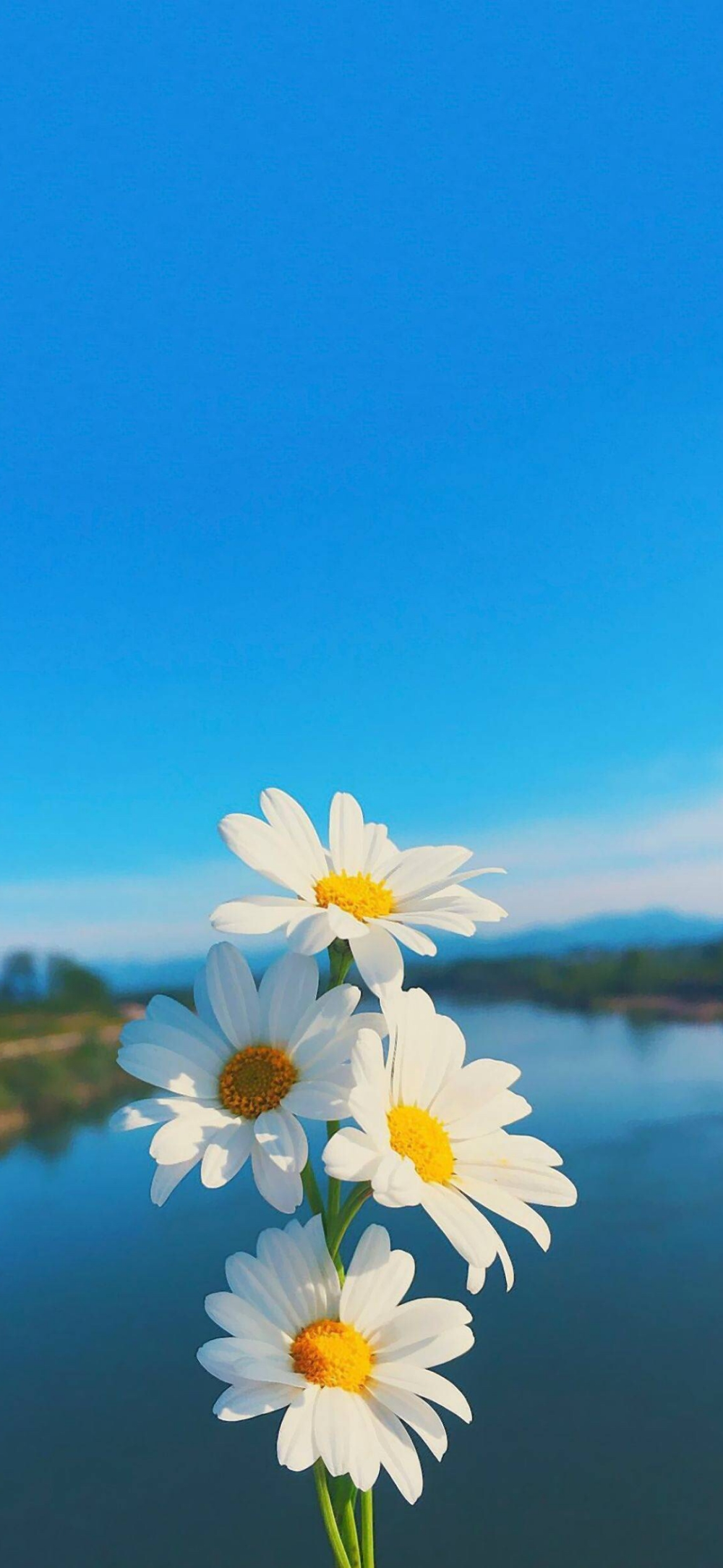 壁纸 花朵 高清 全面屏 雏菊