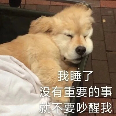 狗狗表情包 我睡了没有重要的事就不要吵醒我