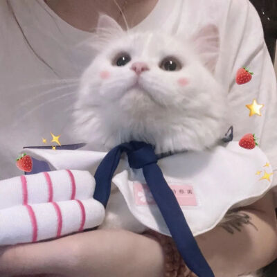 真人 猫咪 头像 可爱