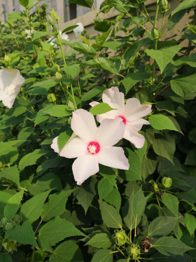 这是什么花呀？简洁又大气