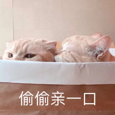 可爱猫咪表情包