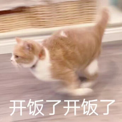 可爱猫咪表情包