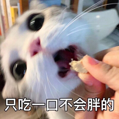 可爱猫咪表情包