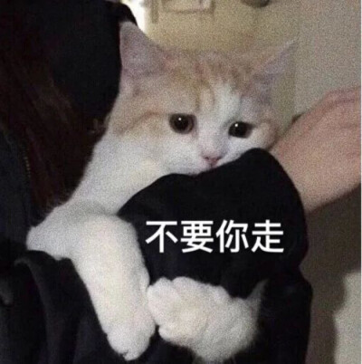 沙雕猫gif