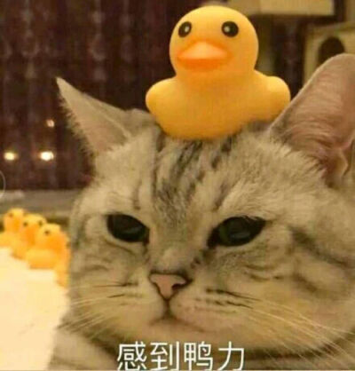 沙雕猫gif