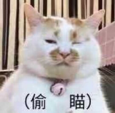 沙雕猫gif