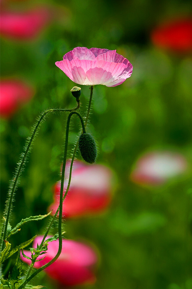 花花草草