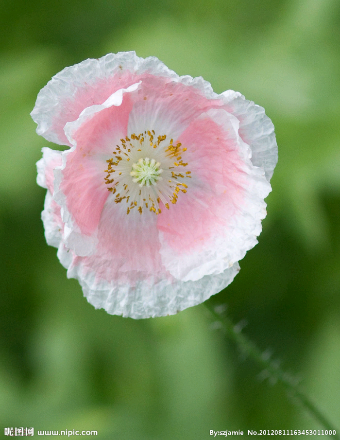 花花草草