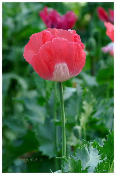 花花草草