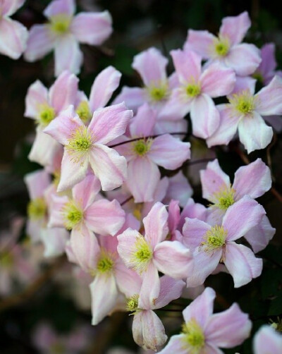 花花草草