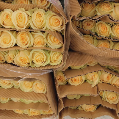 ℒฺℴฺνℯฺ