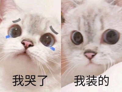 我哭了
我装的