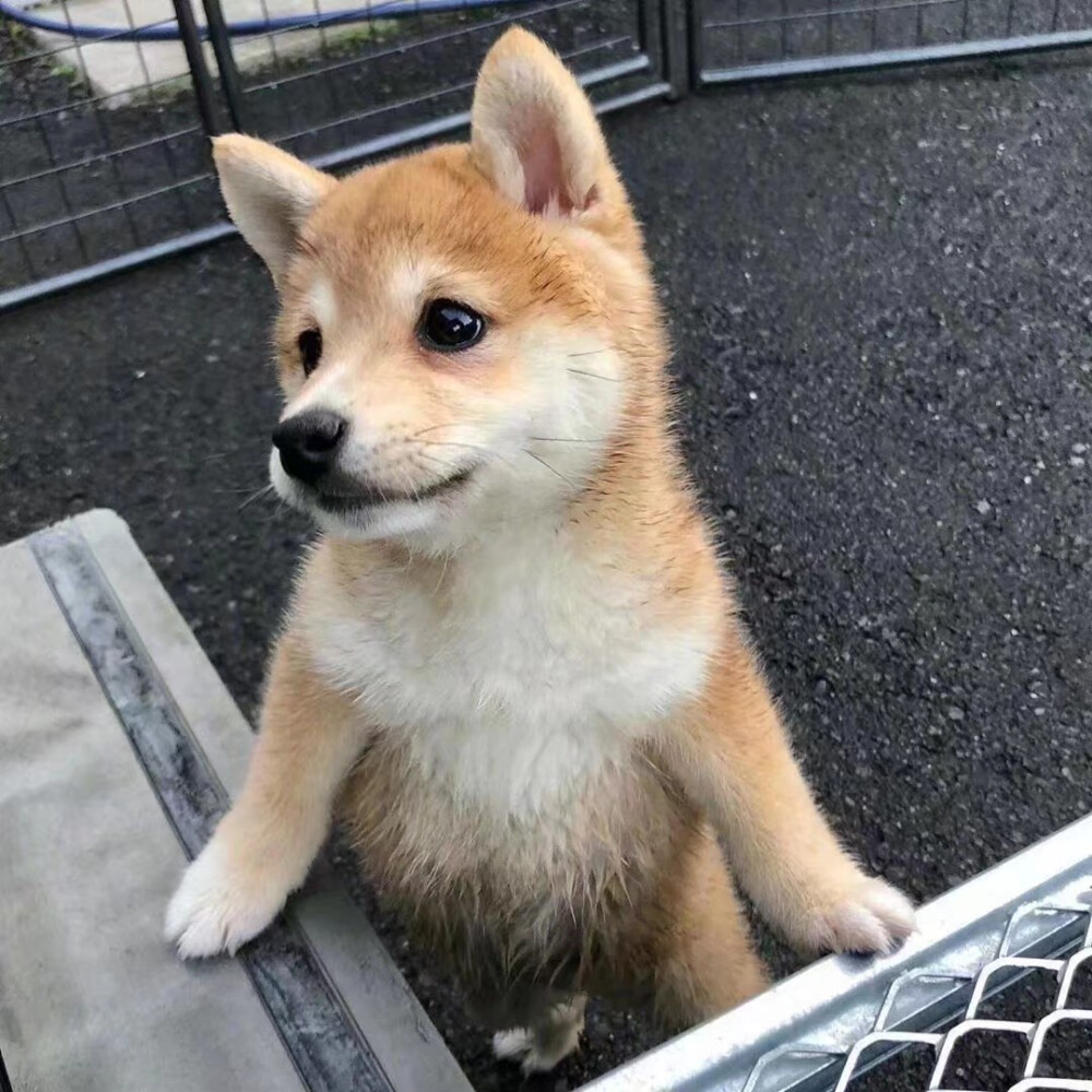 好可爱的小柴犬！！