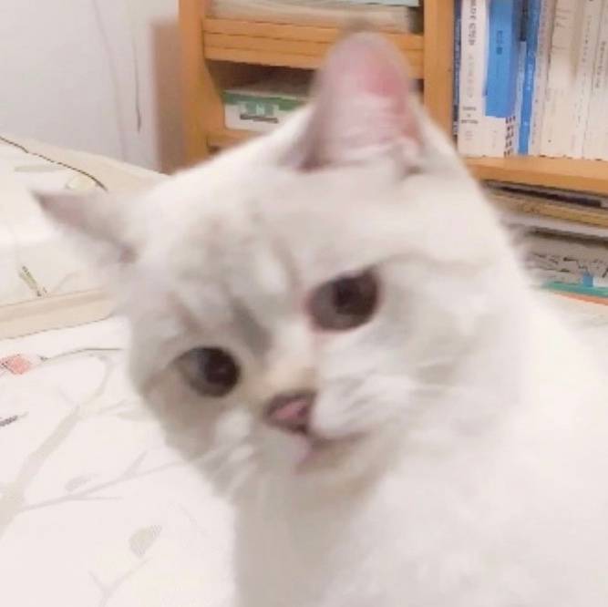 vb猛猪猪和臭娜娜
表情包 猫