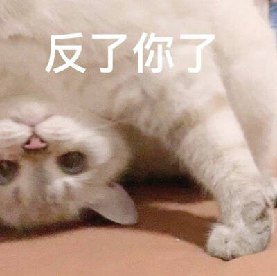 vb猛猪猪和臭娜娜
表情包 猫