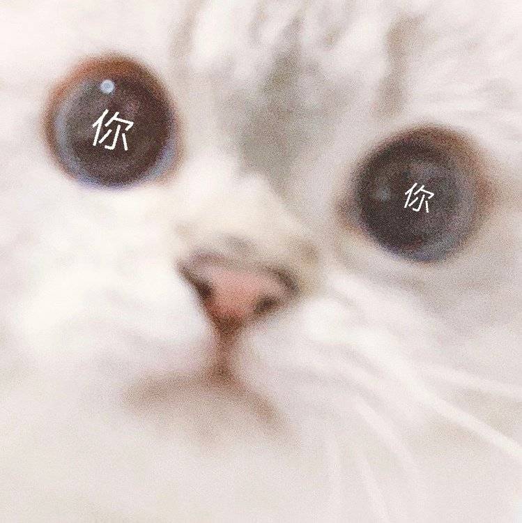 vb猛猪猪和臭娜娜
表情包 猫