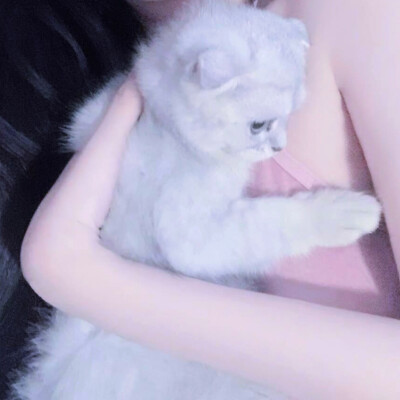 情头