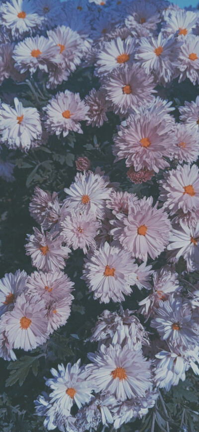 花云|壁纸与花与云